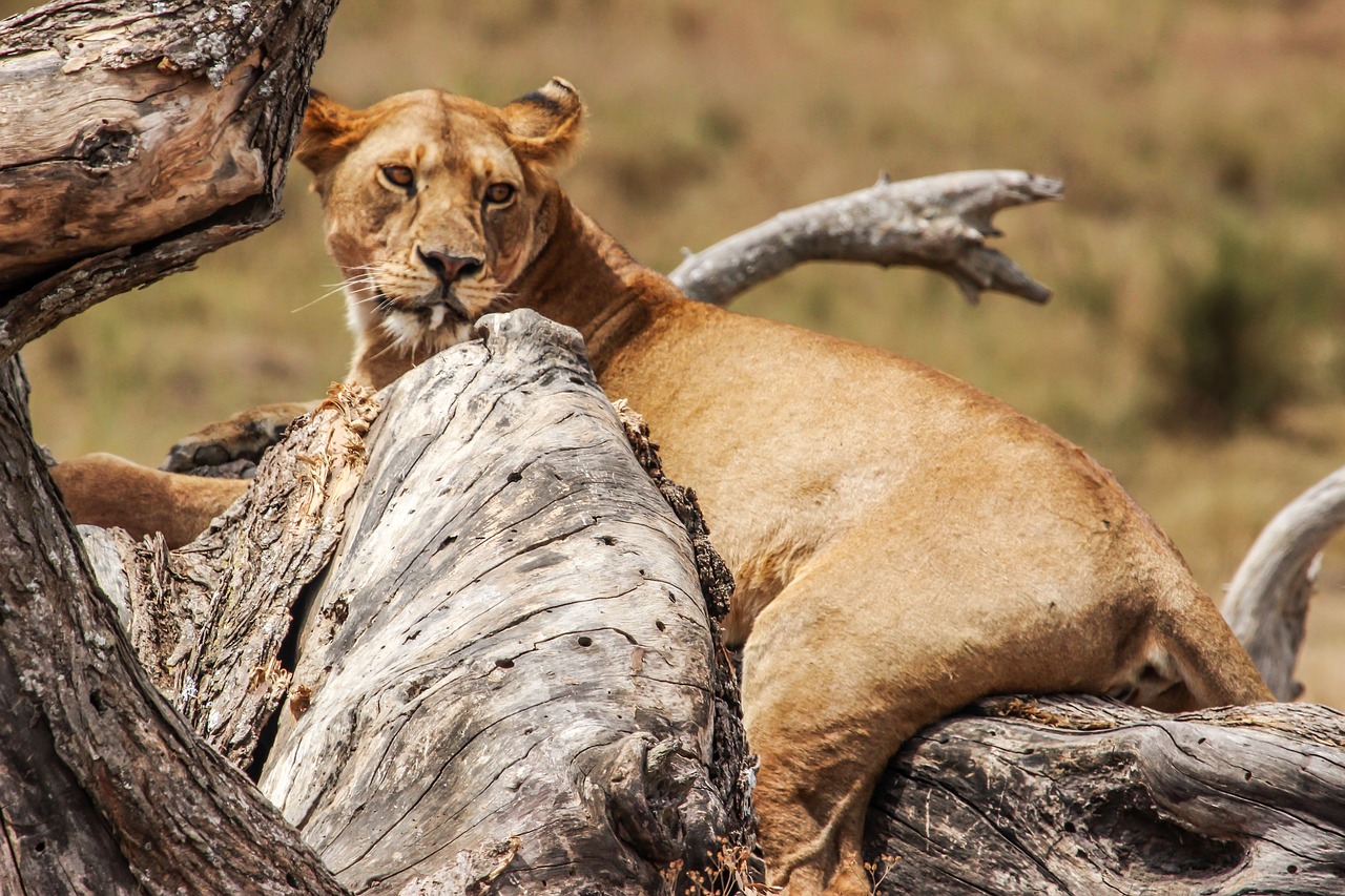 lion  tree  safari free photo