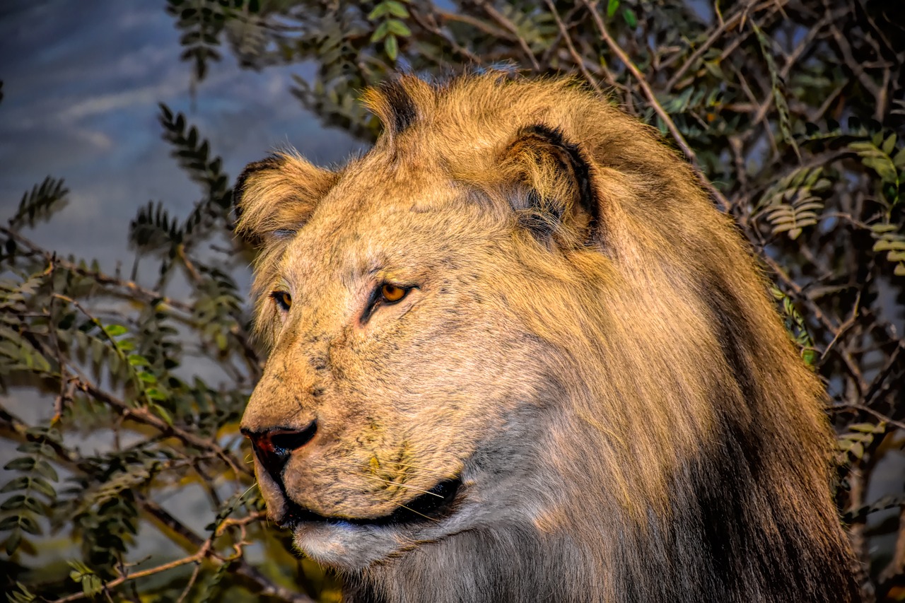 lion  wildlife  africa free photo
