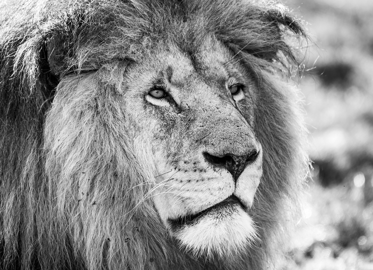 lion  black white  predator free photo