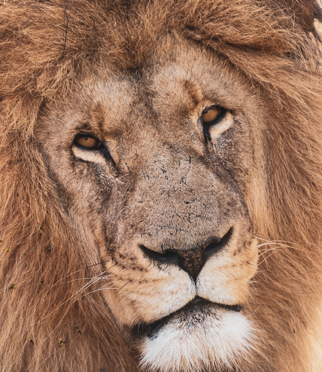 lion  portrait  predator free photo