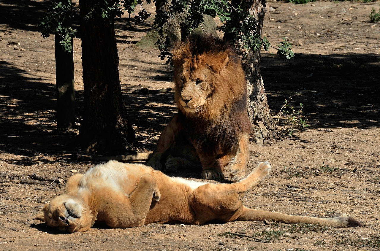lion  lioness  carnivore free photo