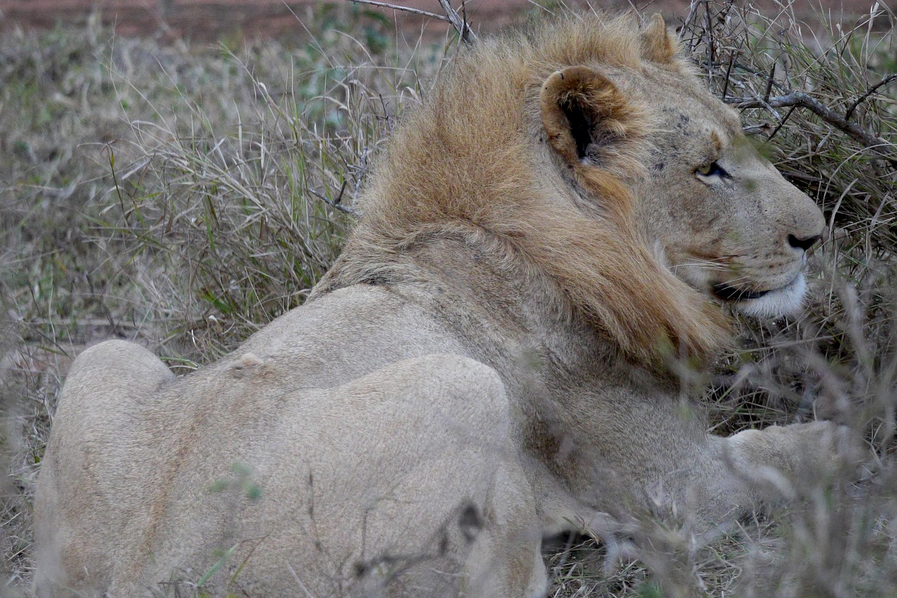 lion  wild animal  male free photo