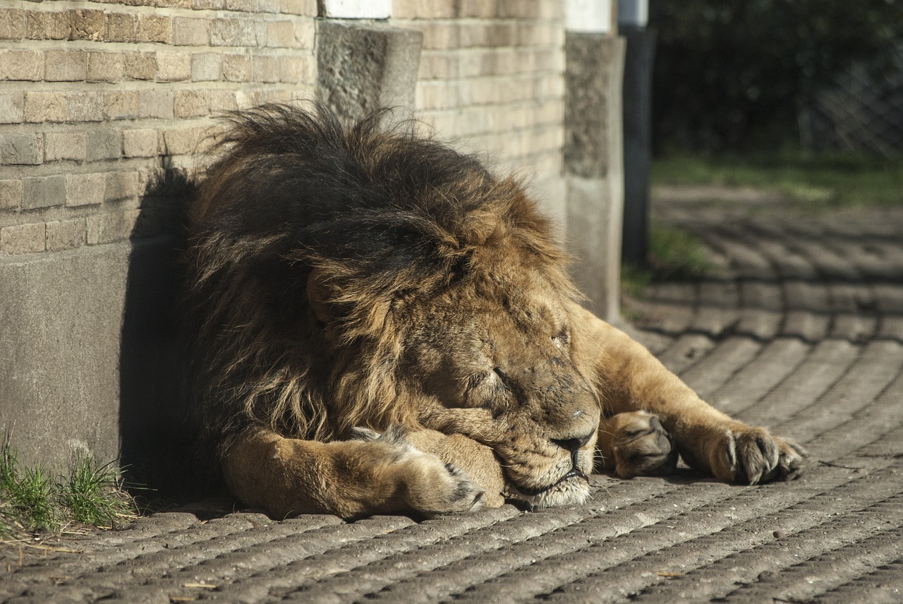 lion  zoo  mammal free photo