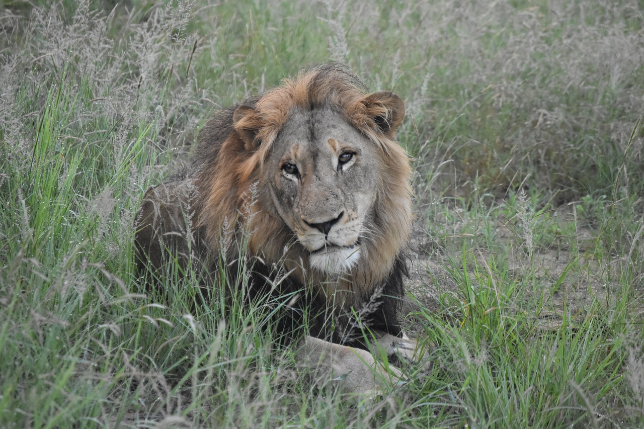 lion  safari  africa free photo