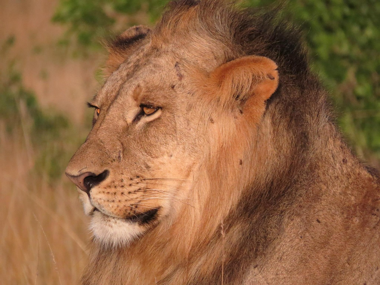 lion kenya wildlife free photo