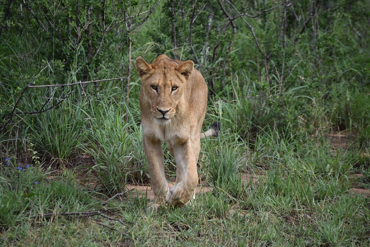 lion  carnivore  predator free photo