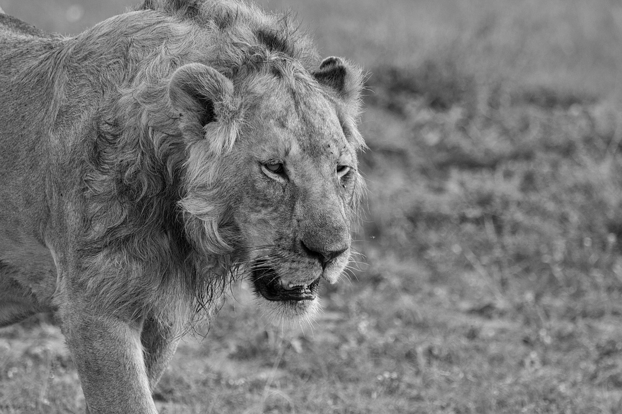 lion  predator  africa free photo
