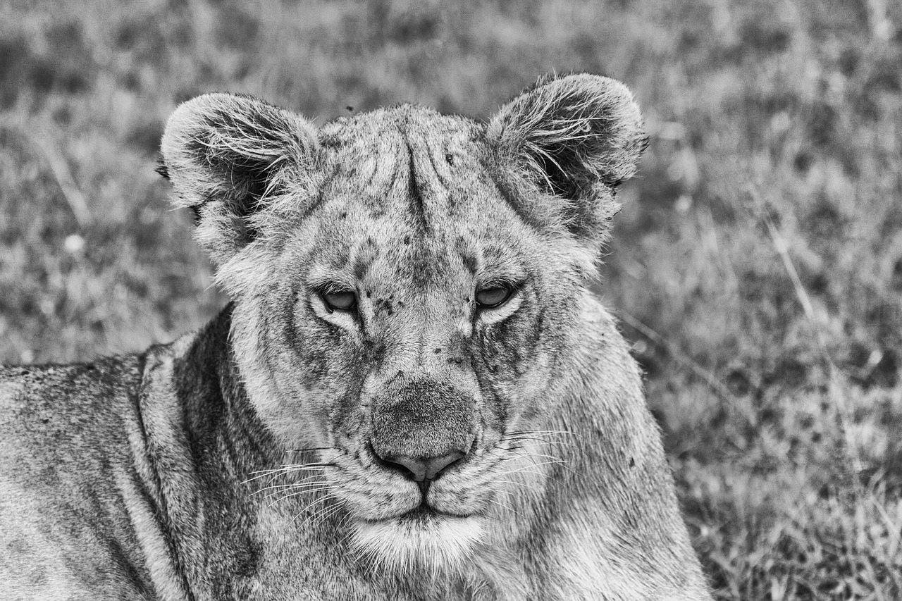 lion  predator  africa free photo