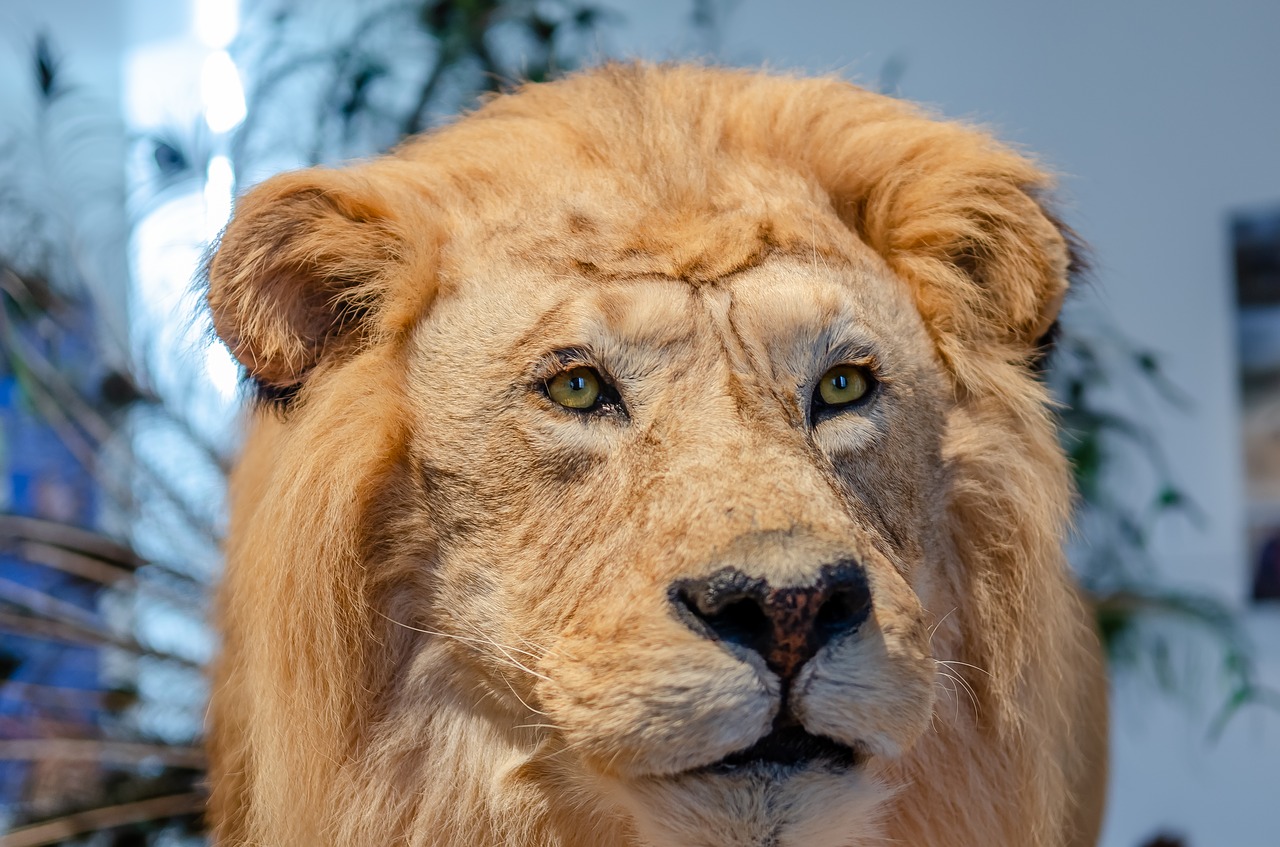 lion  portrait  museum free photo