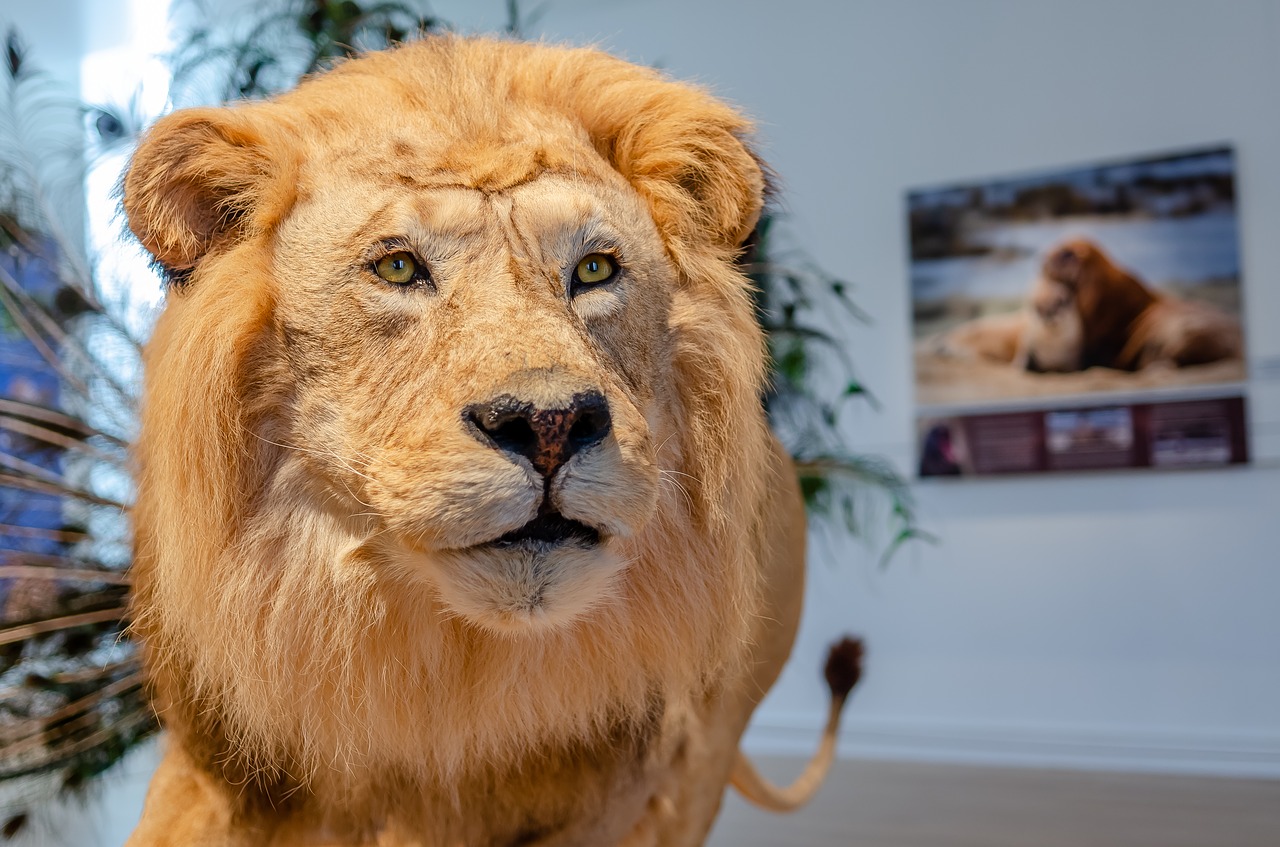 lion  portrait  museum free photo