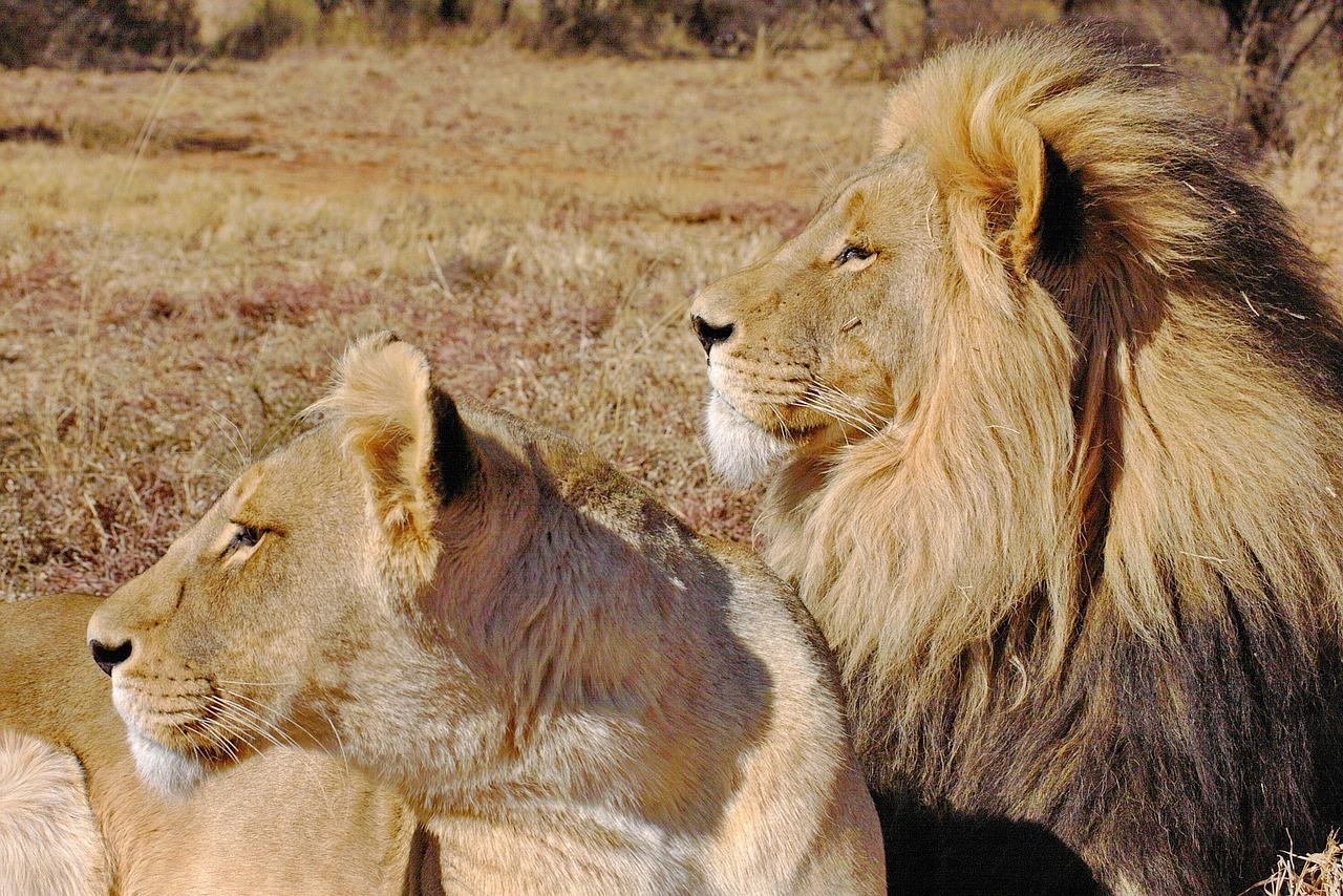 lion  lions couple  pair free photo