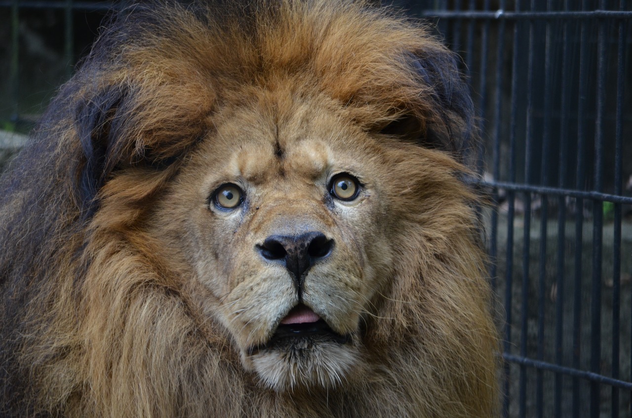 lion  zoo  animal free photo