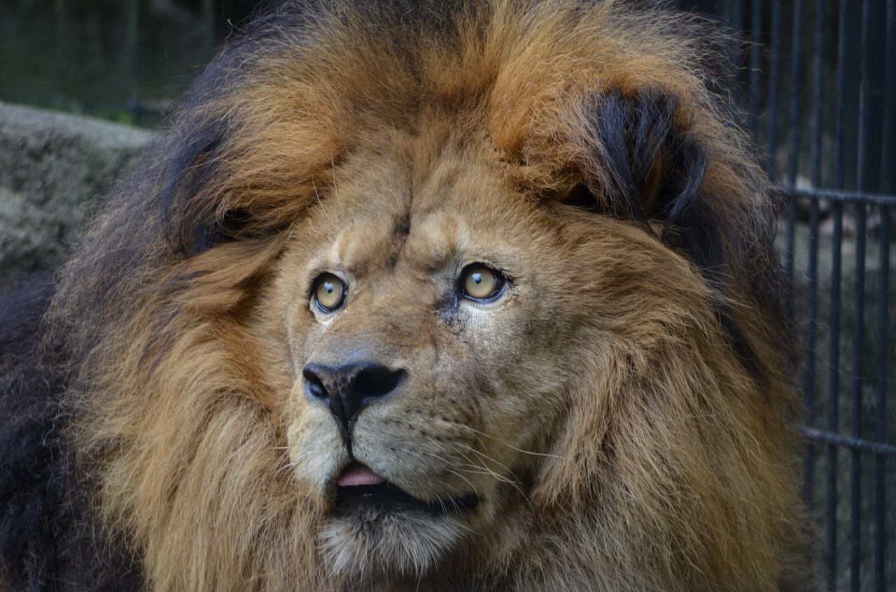 lion  cat  zoo free photo