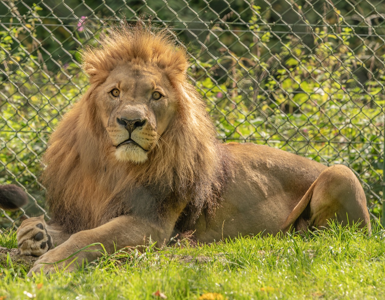 lion  zoo  predator free photo