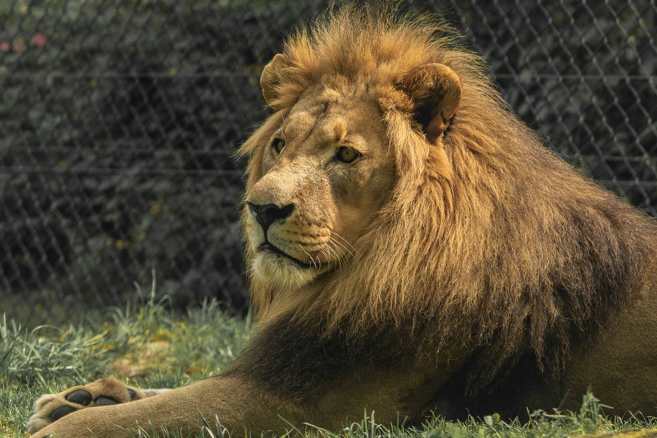 lion  zoo  predator free photo