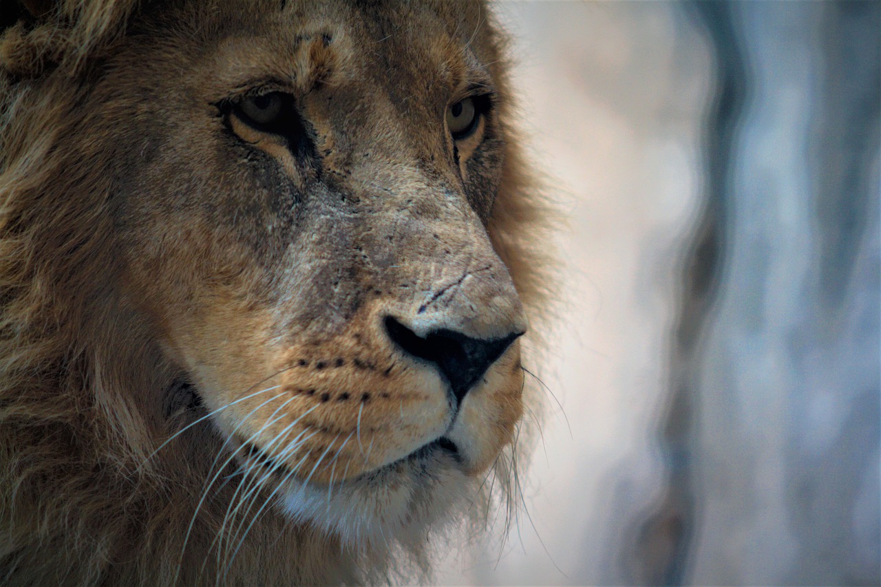 lion  animal  wildlife free photo