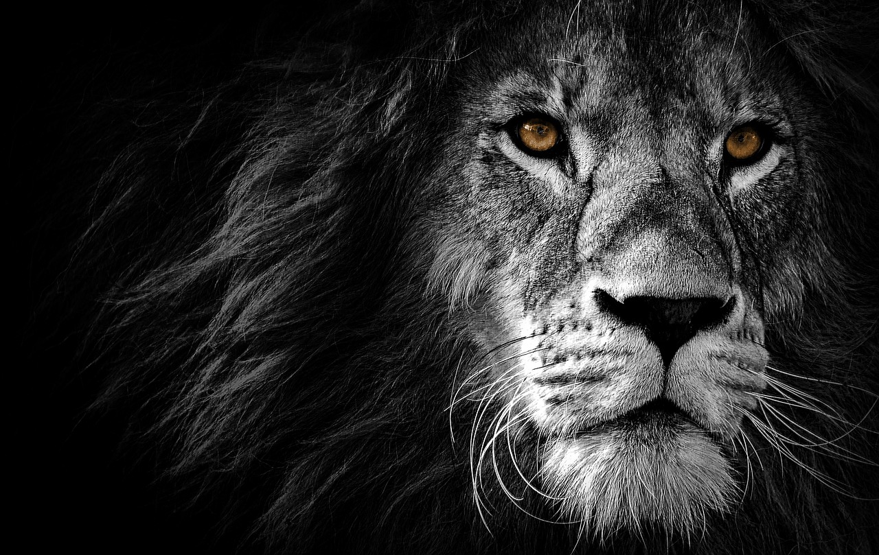 lion  animal  art free photo