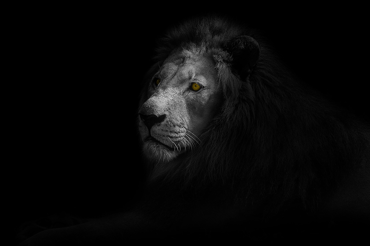 lion  animal  art free photo