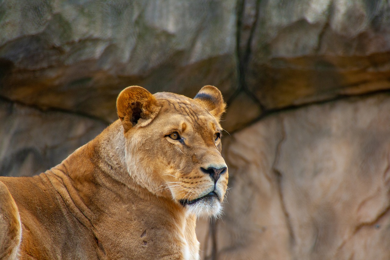 lion  color  zoo free photo