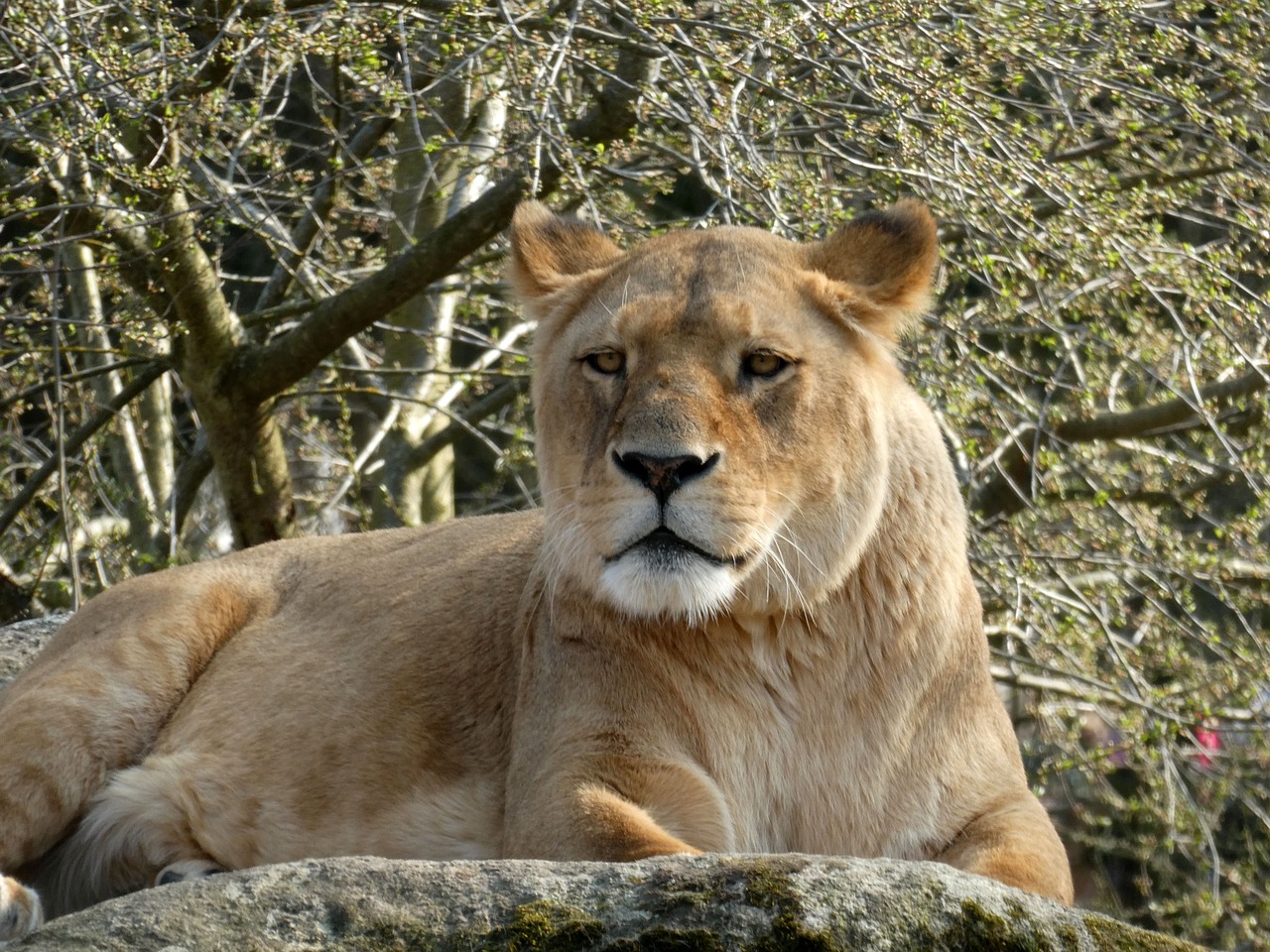 lion  panthera leo  lioness free photo