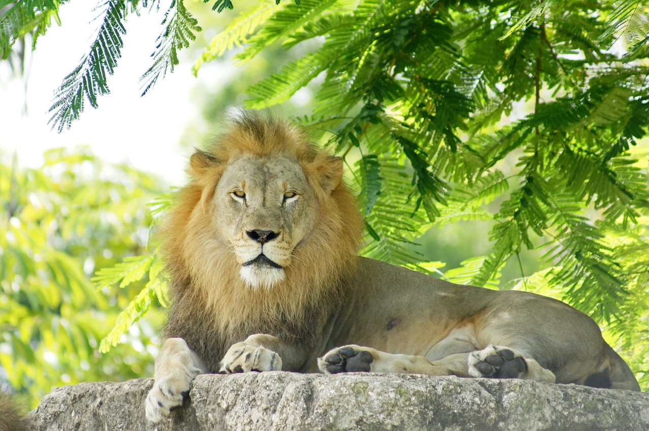lion  male  mane free photo