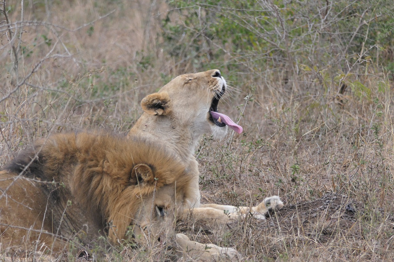 lion  africa  safari free photo