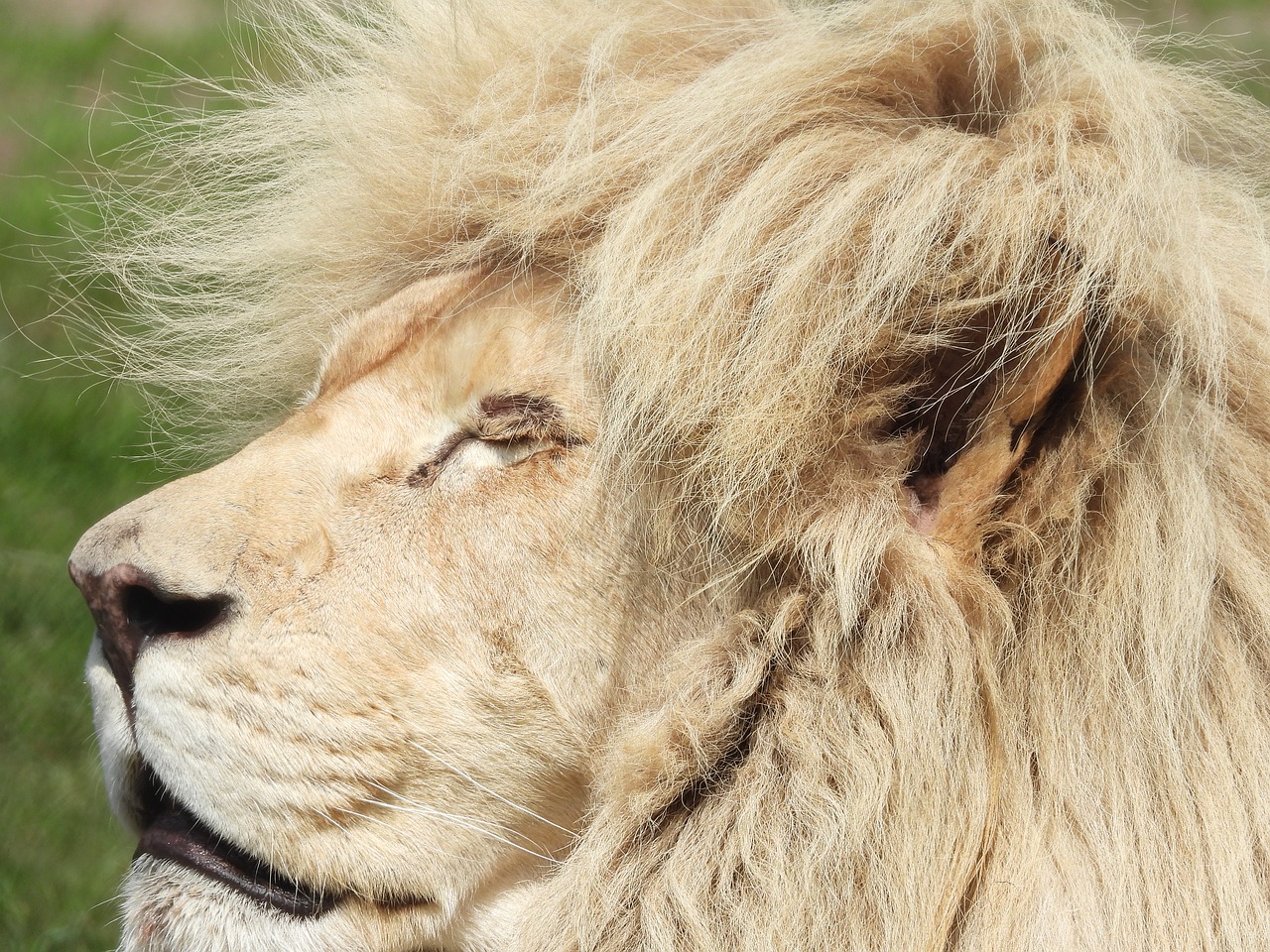 lion  mammal  safari free photo