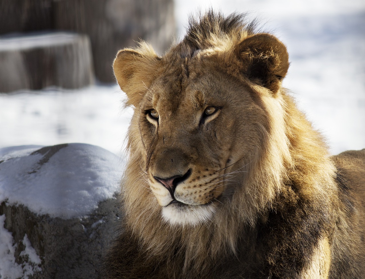 lion  zoo  winter free photo