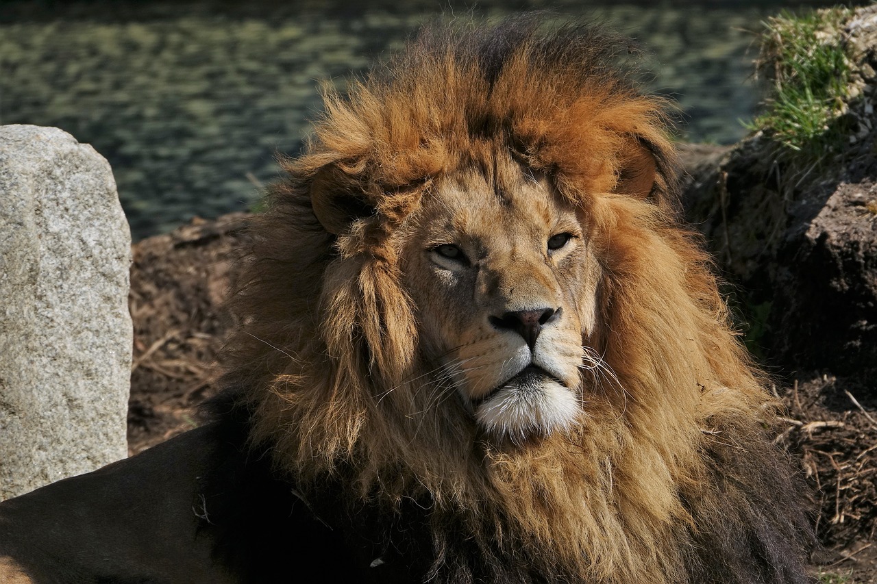 lion  animal  predator free photo