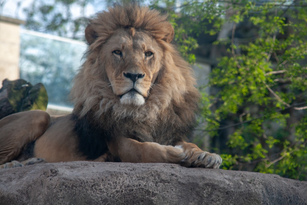 lion  animal  dresden free photo