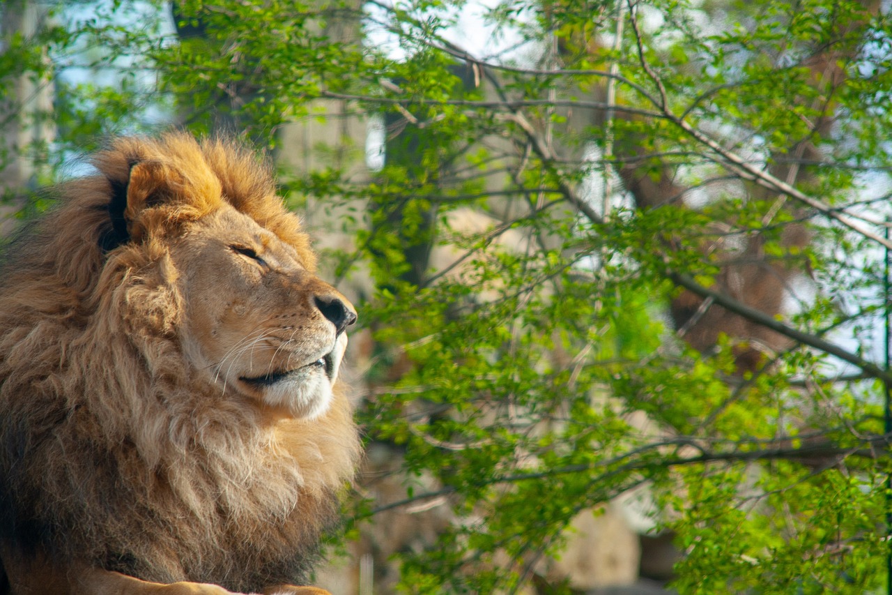 lion  animal  dresden free photo