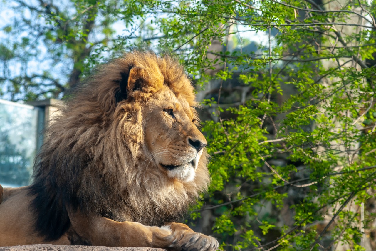 lion  zoo  animal free photo