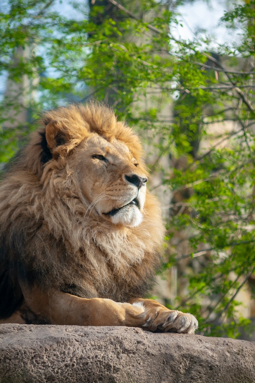 lion  zoo  africa free photo