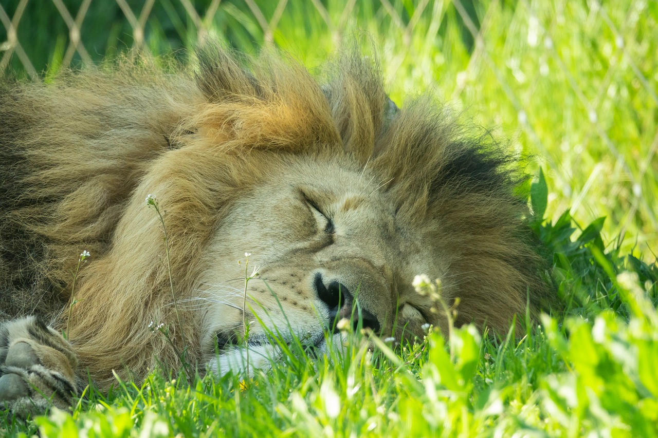 lion  sleeping  relaxed free photo