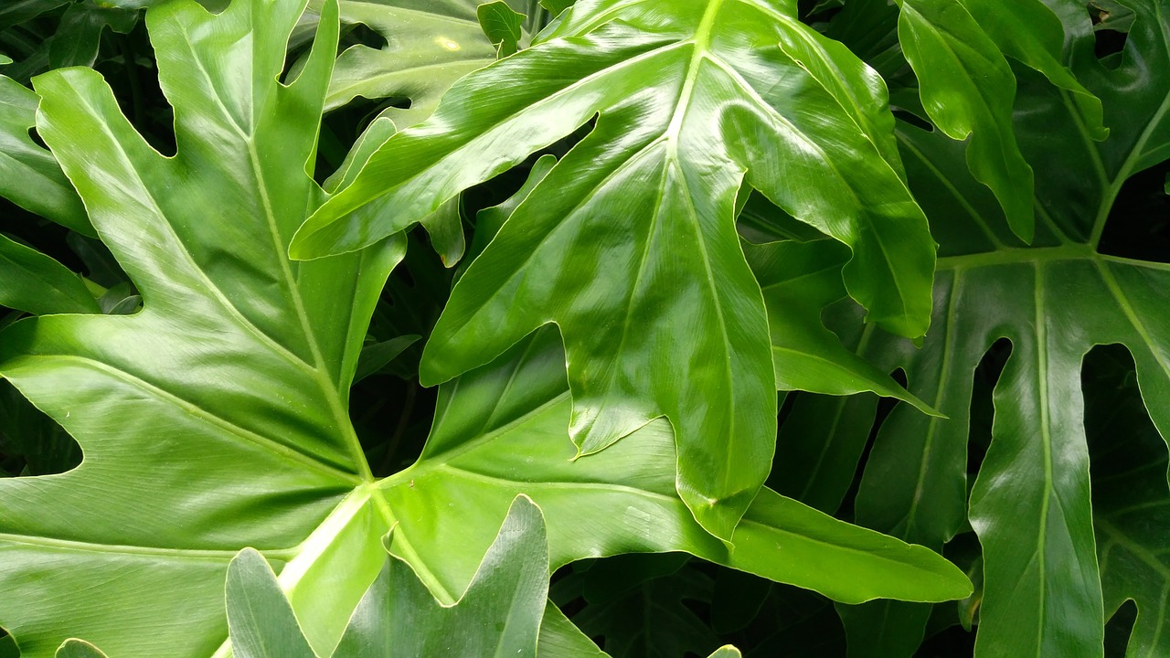 lion  philodendron  leaf free photo