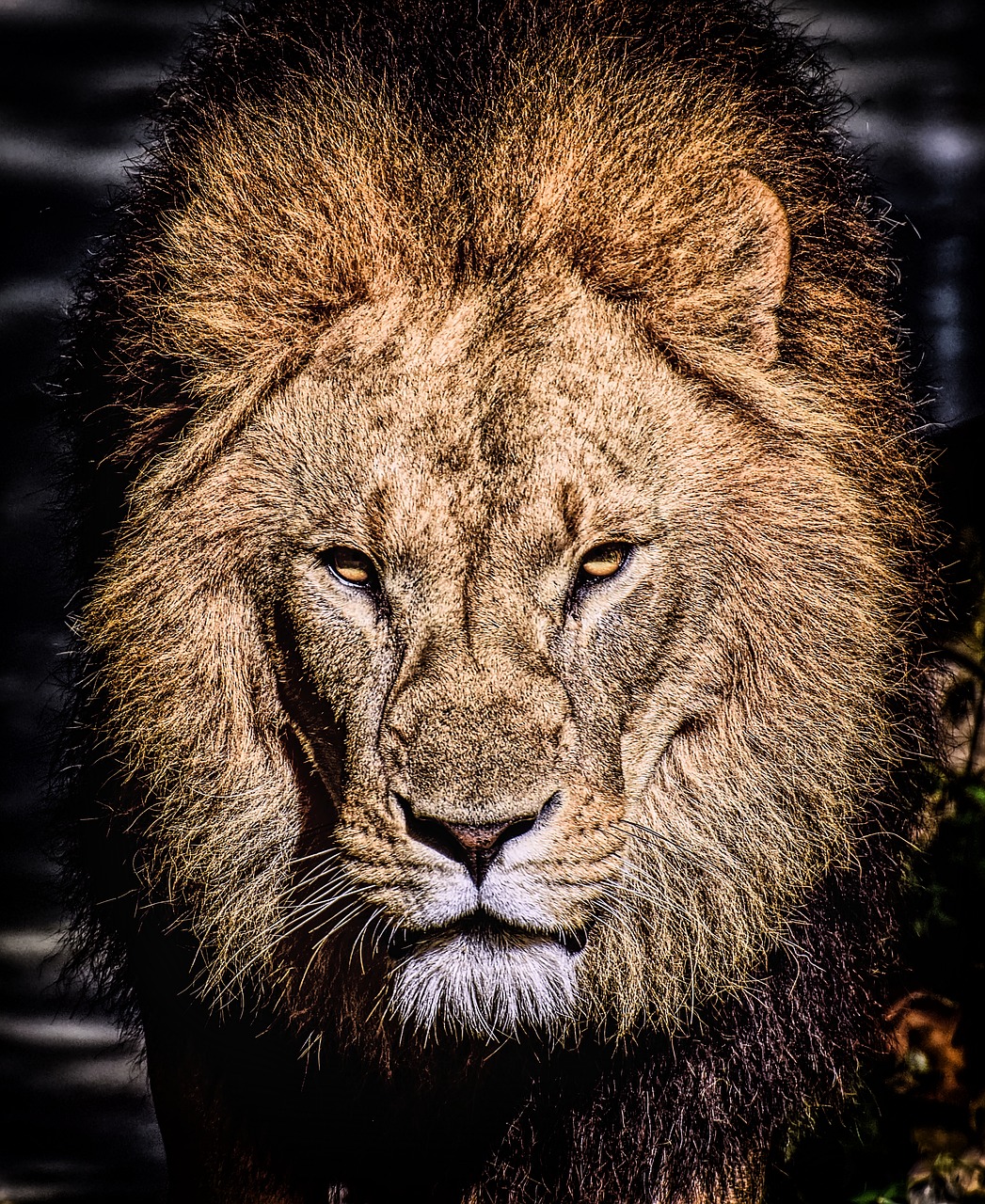 lion  predator  dangerous free photo