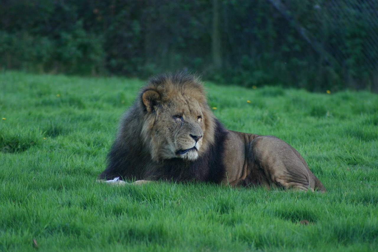 lion  cat  carnivore free photo