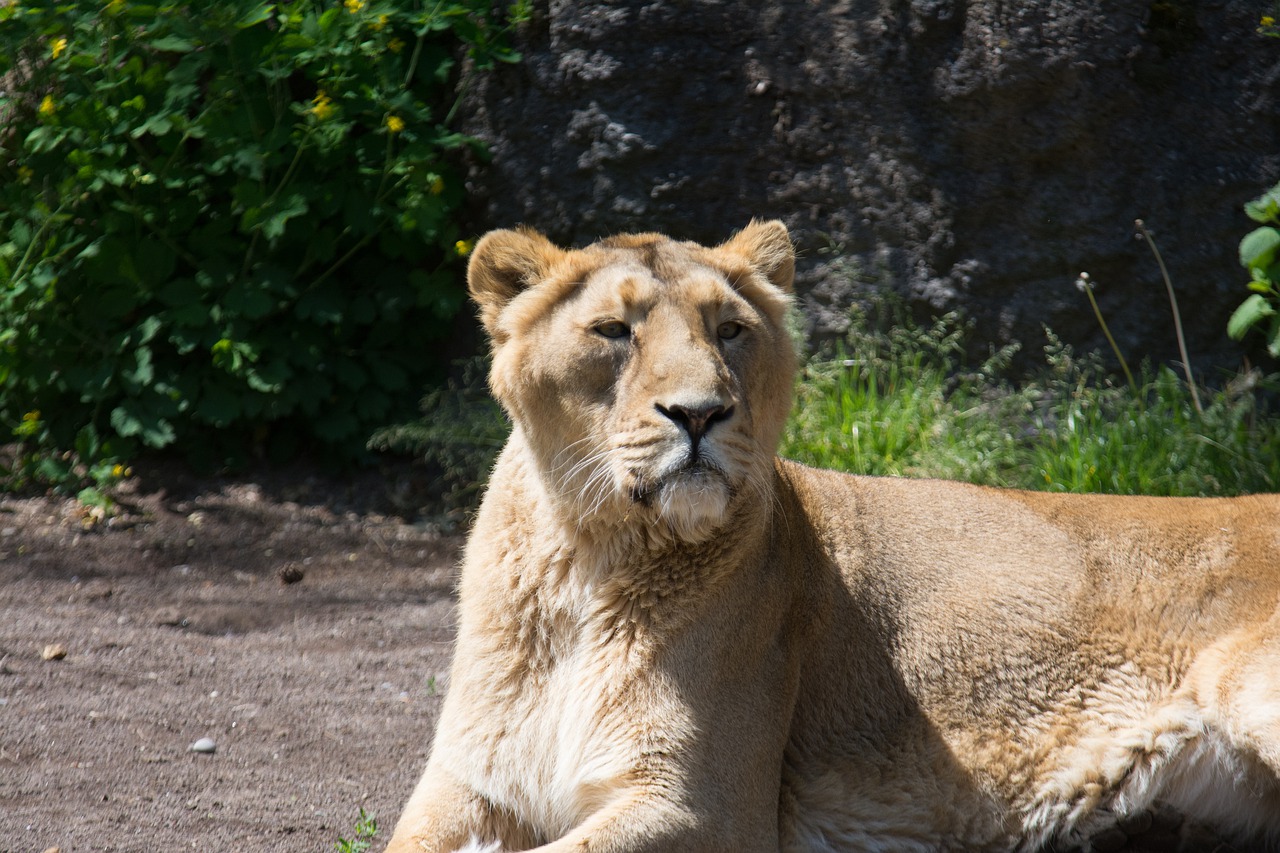 lion  zoo  africa free photo