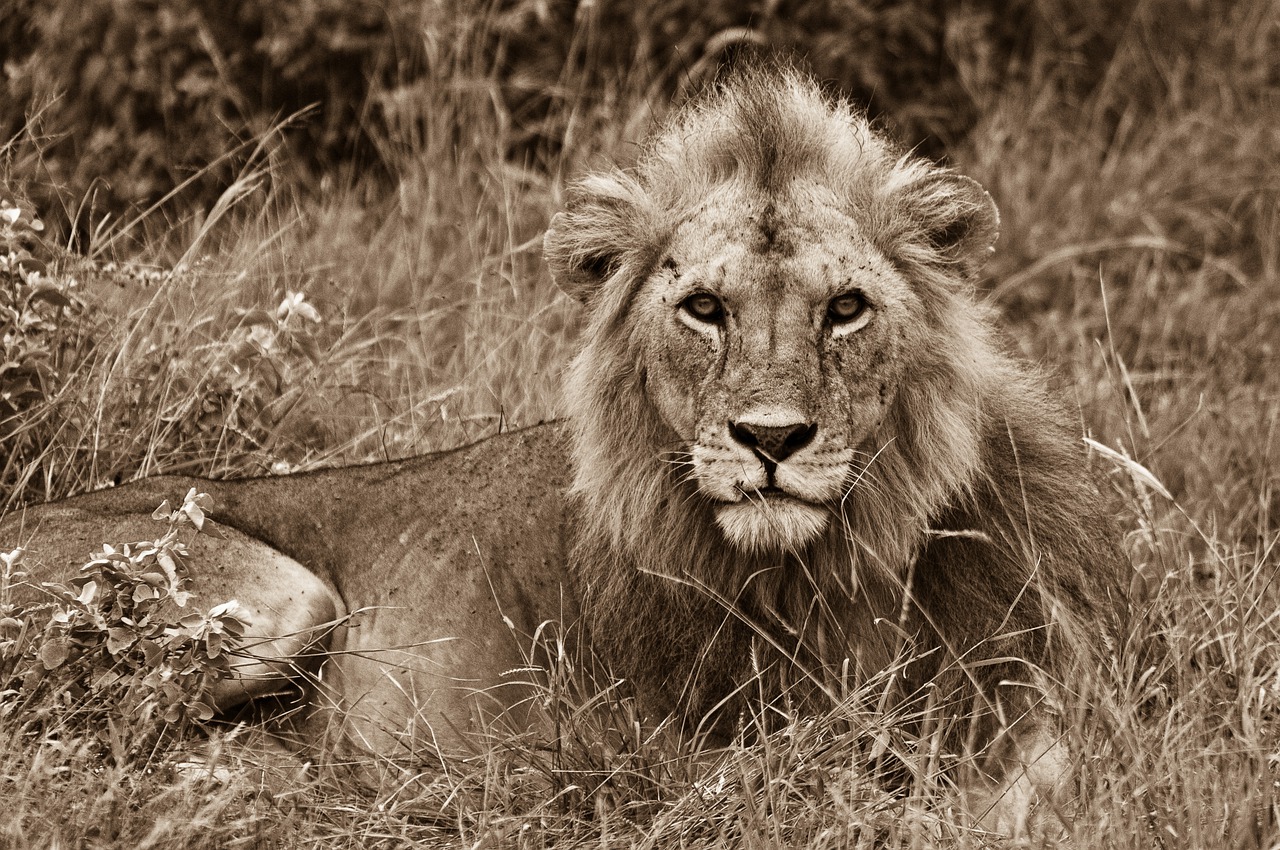 lion  wild animal  africa free photo