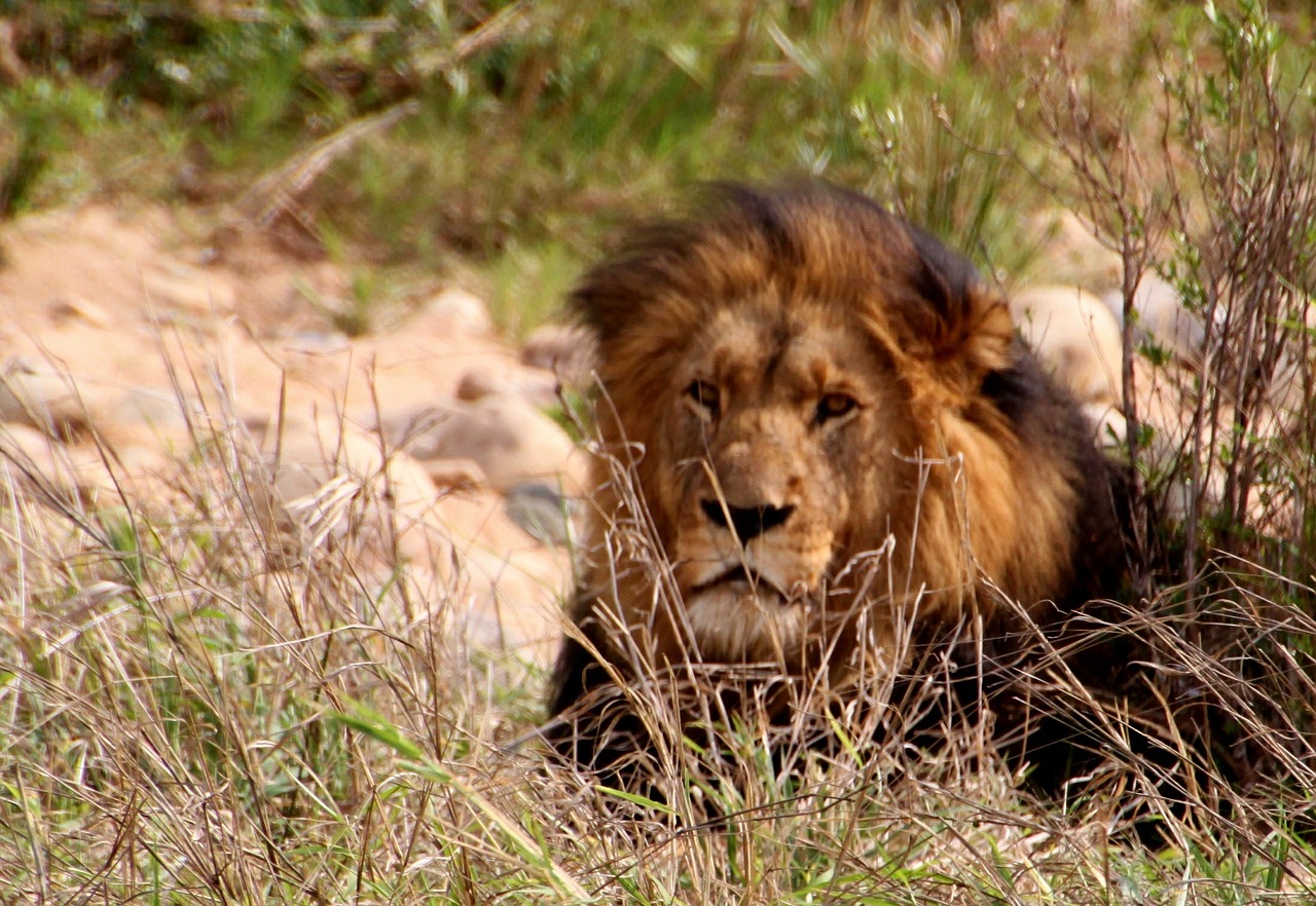 lion wildcat cat free photo