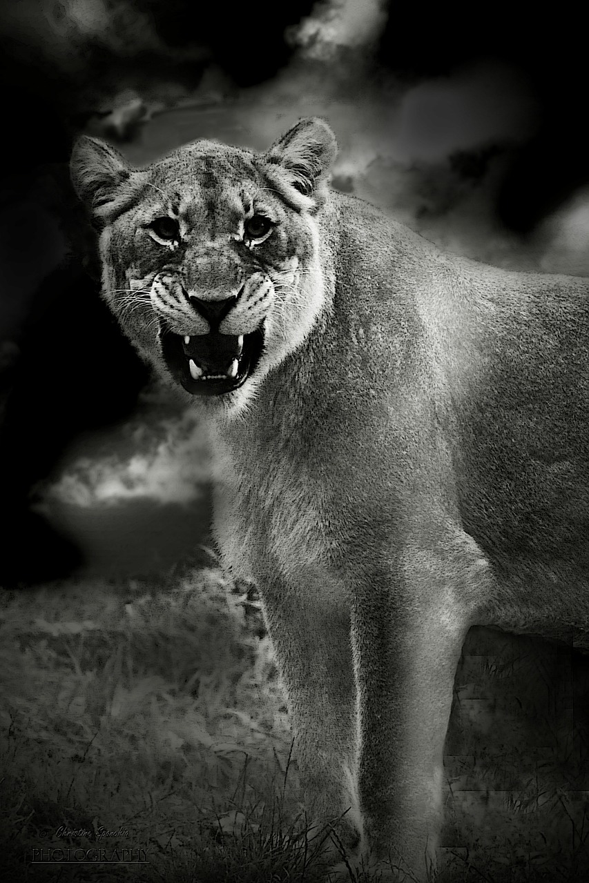 lion animal predator free photo