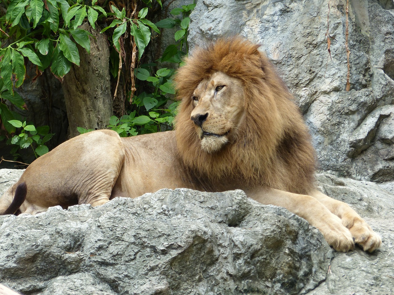 lion zoo thailand free photo