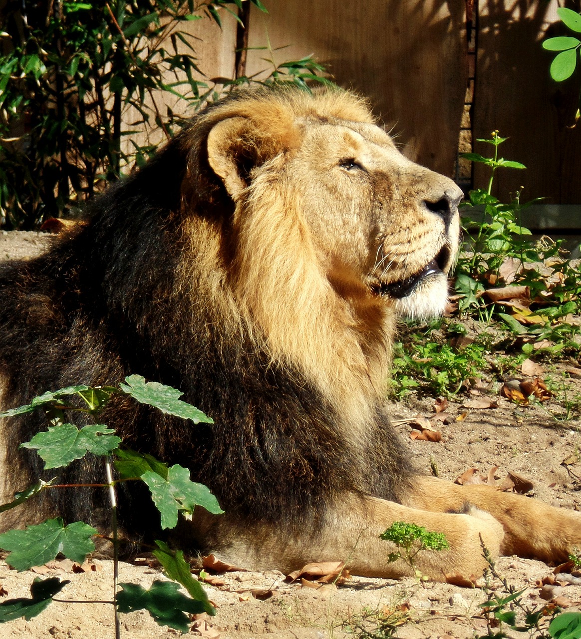 lion zoo enclosure free photo