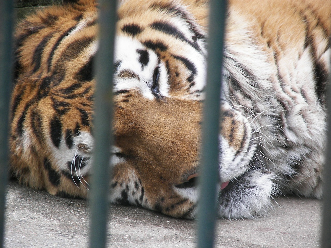 lion cage zoo free photo
