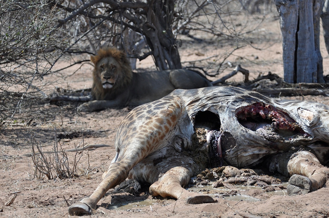 lion cadaver meal free photo