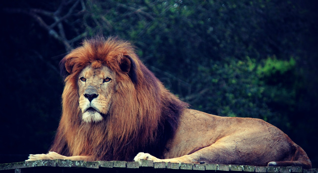 lion king jungle free photo