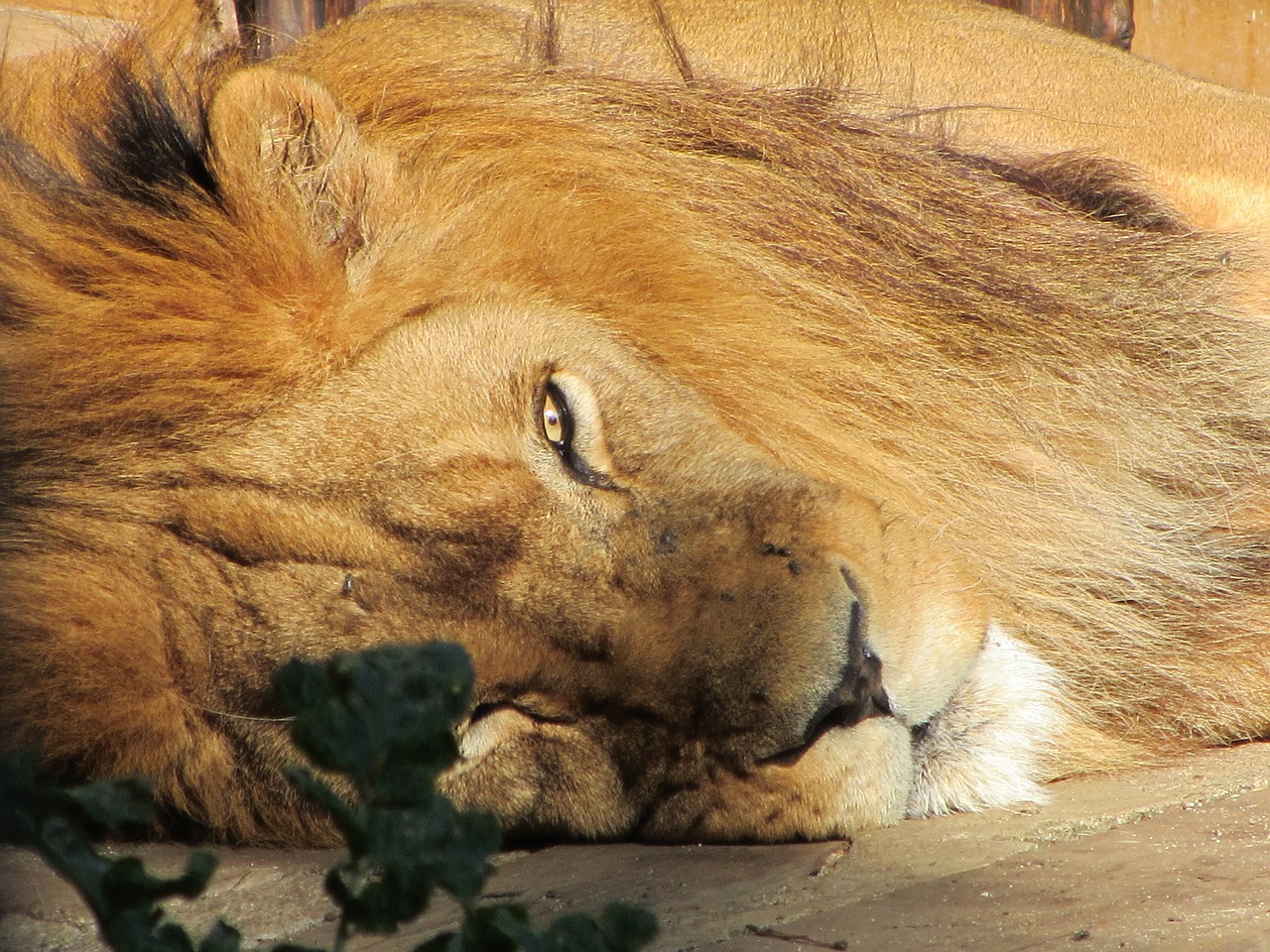 lion male mane free photo