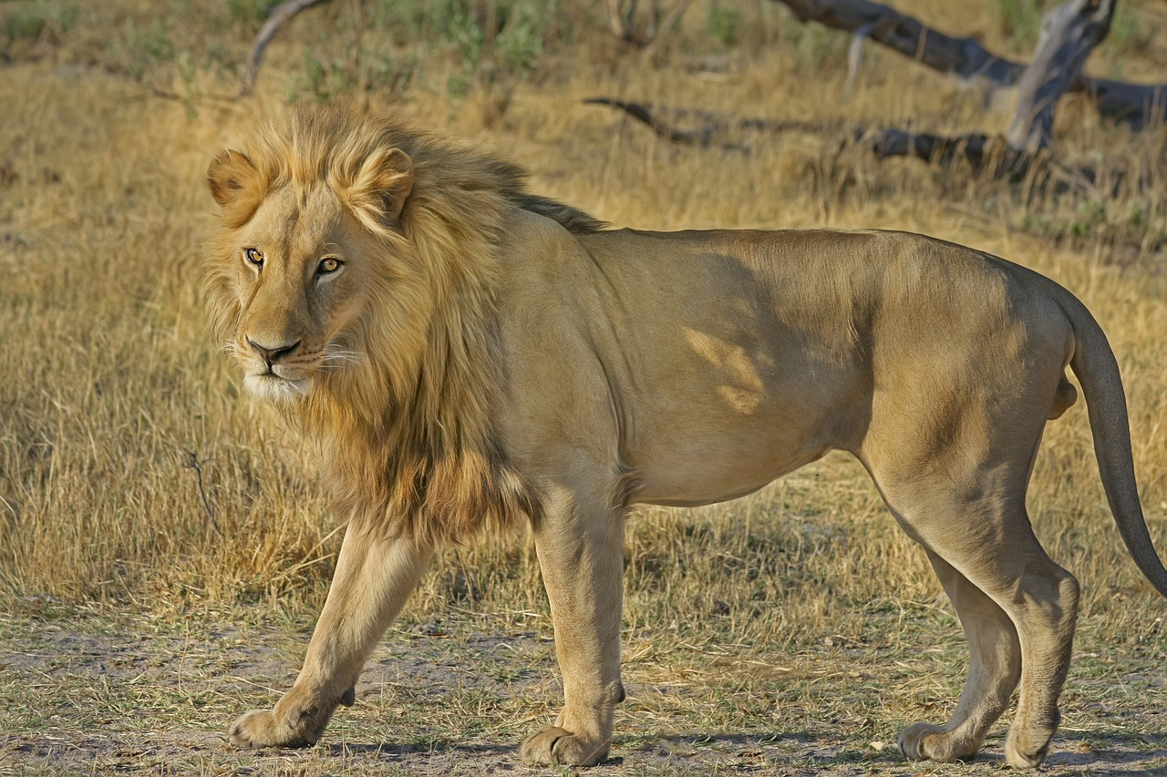 lion wildcat safari free photo