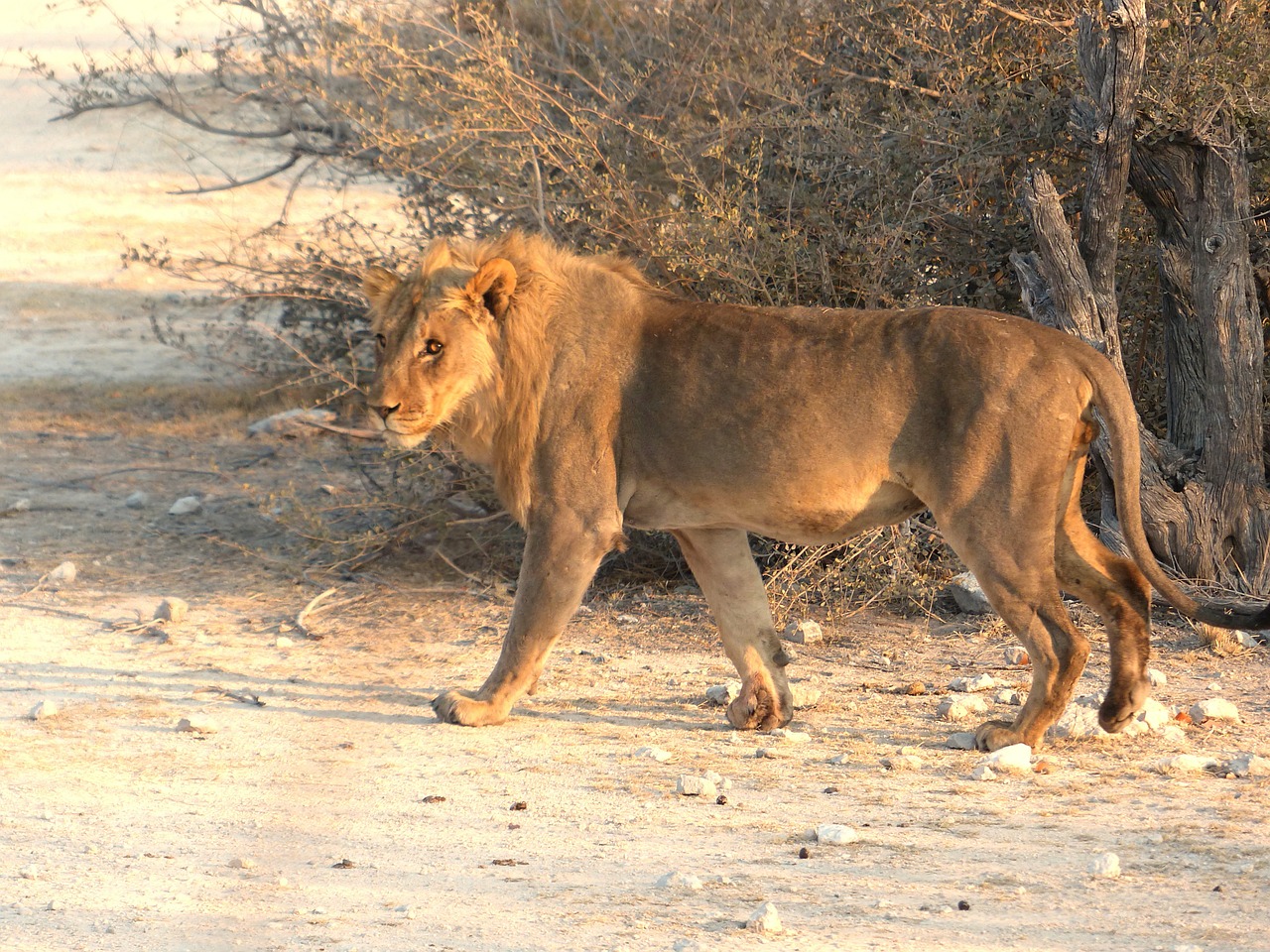 lion safari etosha national park free photo