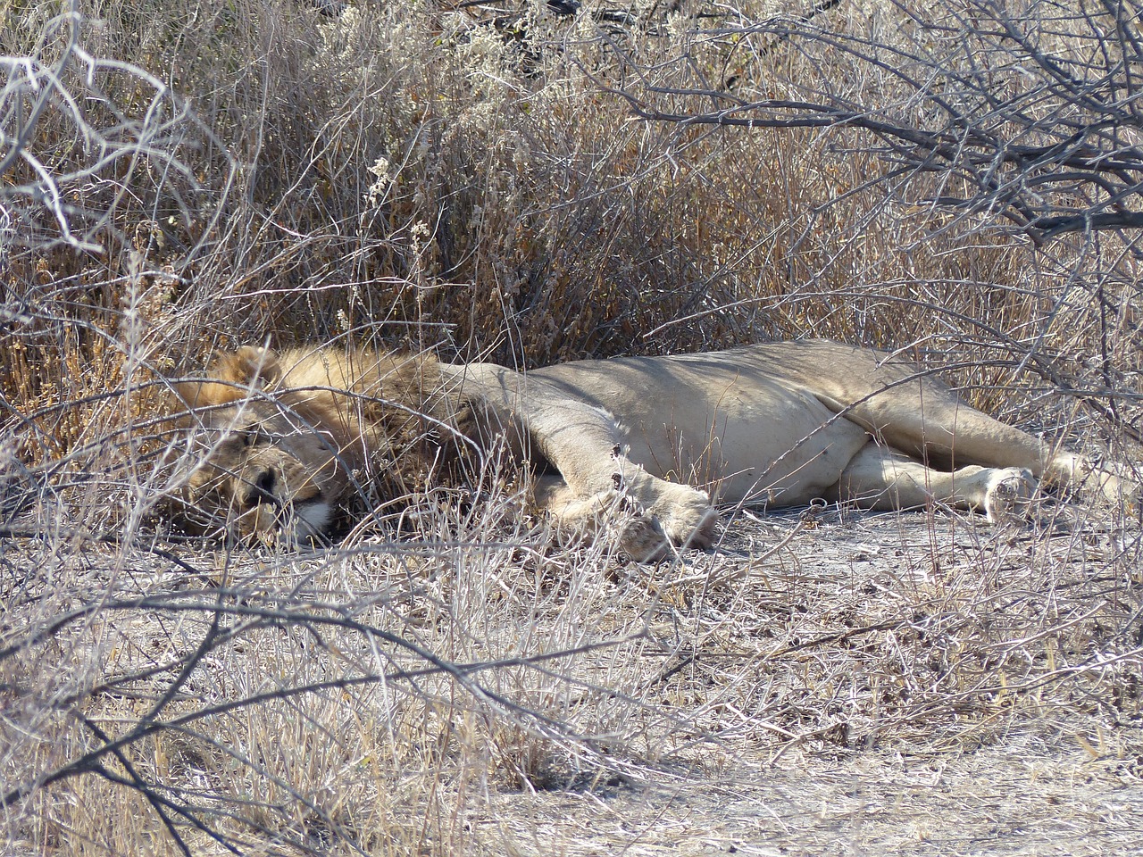 lion sleeping safari free photo